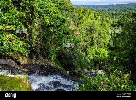 The rainforest at Mungalli from the top of the Mungalli Lower Falls, Atherton Tablelands ...