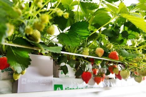 "We're well underway to steerable strawberry cultivation"