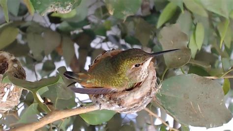 Hummingbird Nest Camera - Rosie the Hummingbird | Explore.org