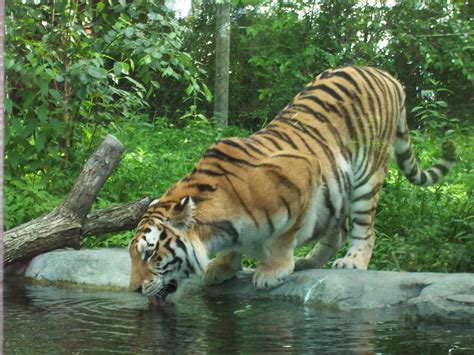 File:Tigre zoo granby 2006-07.JPG - Wikimedia Commons