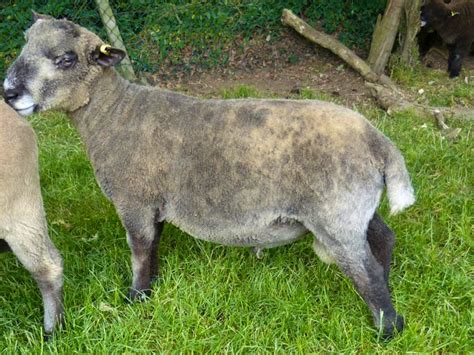 1 Pedigree Ryeland, Coloured Ryeland Breeding Ram | SellMyLivestock ...