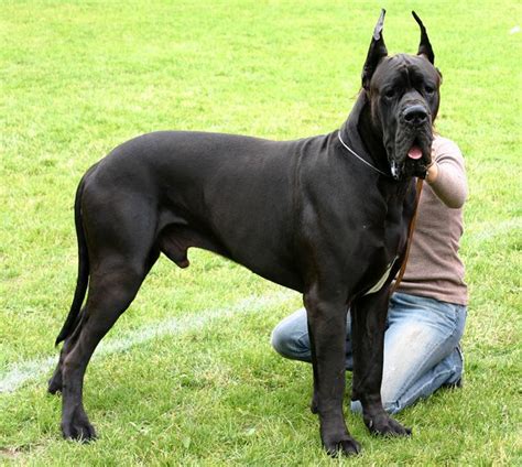 Big dog breeds, Large dog breeds, Dog breeds