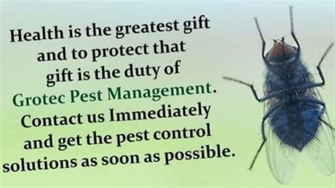 House flies Control|Pest Control Service Provider Pathankot