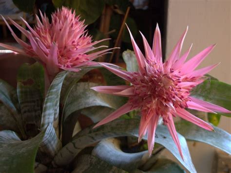 Caring For An Urn Plant - Information On The Urn Plant Bromeliad