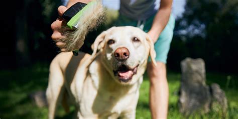 11 Best Dog Brush For Shedding Short Hair [2024 Reviews]