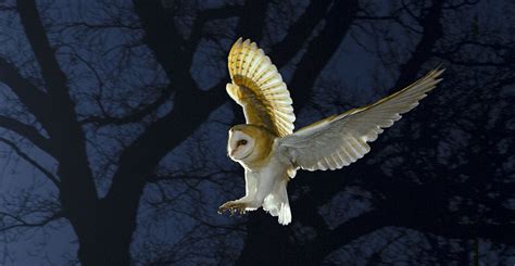 Barn owl (Tyto alba) | Natural History Museum