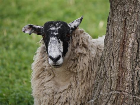 Roy's Nature Logbook: Mule Sheep