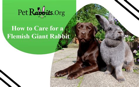 How to Care for Flemish Giant Rabbits - Petrabbits.org