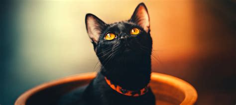 Bombay Cat Personality Traits: How Do Bombay Cats Act?