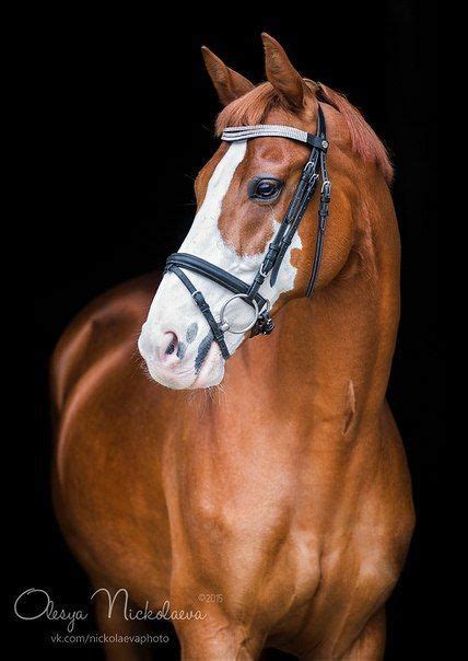 equestrianism - #equestrianism | Horses, Warmblood horses, Horse breeds