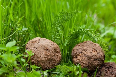 Premium Photo | Guerrilla gardening seed bombs flower wild flower ...