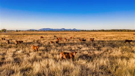 Supplementing on Buffel Grass - Top Country