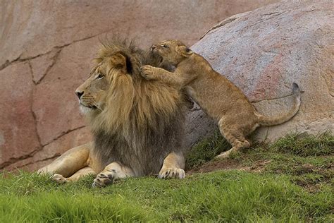 African Lion Cub Playing With Male Photograph by San Diego Zoo