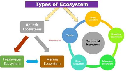 Types Of Terrestrial Ecosystems