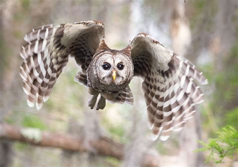 Flying Owl