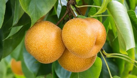 Asian Pear Trees: Best Varieties, Planting and Care Needs - Rennie Orchards