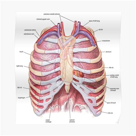 "Chest Anatomy - Human Body" Poster for Sale by Hoorahville | Redbubble