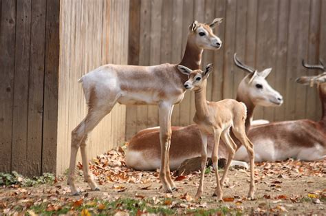 PHOTOS: Baby Dama Gazelle Makes Her Debut | Smithsonian