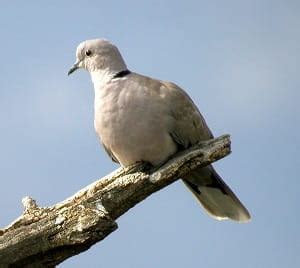 Invasive Species - Eurasian Collared Dove