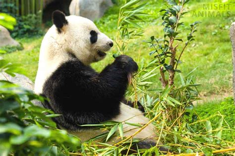 8 Animals That Eat Bamboo & Why They Do It | Misfit Animals