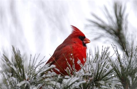 Cardinal Wallpapers - Wallpaper Cave