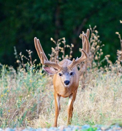 blacktail-deer-28 - Just For Hunting