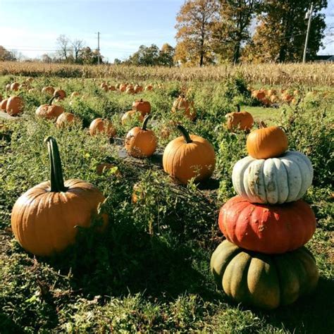 Orange Bounty: The Best Pumpkin Patches Near NYC