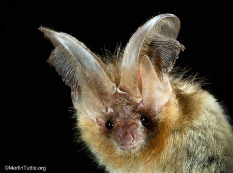 Inspiring Bat Conservation Through Photos - Merlin Tuttle's Bat Conservation