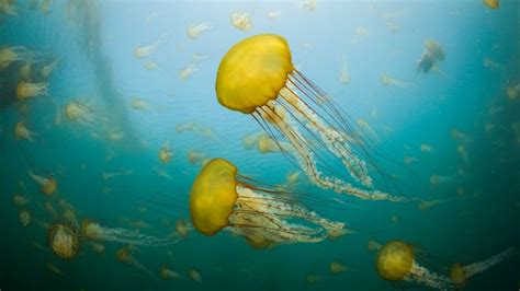 Pacific sea nettles off the coast of Carmel, California, USA - Bing Gallery