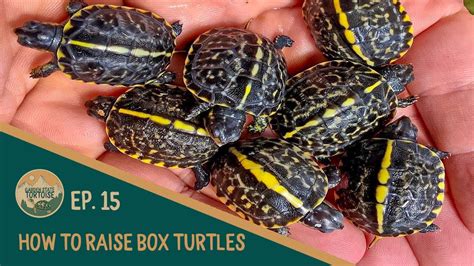 How To Raise A Box Turtle?