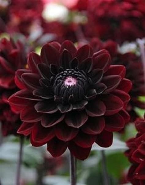 Black Dahlia Flower Seeds | Images and Photos finder