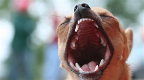 How Many Teeth Do Chihuahuas Have? [Dental Care] - AtractivoPets