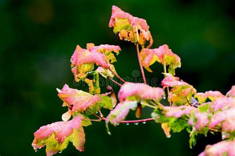 Rain Dripping from Fall Colored Leaves Stock Photo - Image of pink, scenery: 90371122