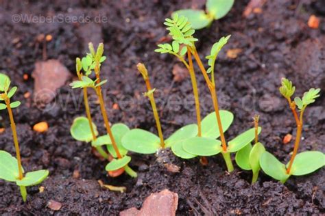 Desmanthus illinoensis, Illinois bundleflower - Seeds - plants - dried ...