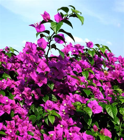 Bougainvillea - planting, pruning, and advice on caring for them