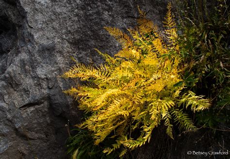 The California gold rush - The Soul of the Earth