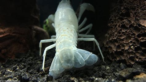 White Crayfish: Care, Size, Feeding, Tankmates & Molting - Video