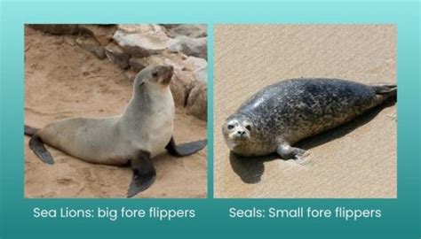 Sea Lion vs Seal: What is the difference? — Ocean Jewelry