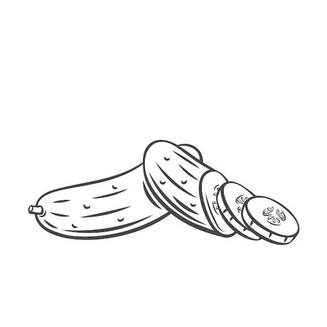 Premium Vector | Vector cucumber. farm vegetable outline icon, drawing monochrome illustration