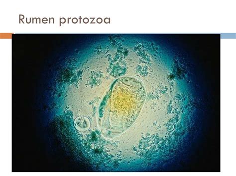 PPT - Rumen microbes PowerPoint Presentation, free download - ID:2316244