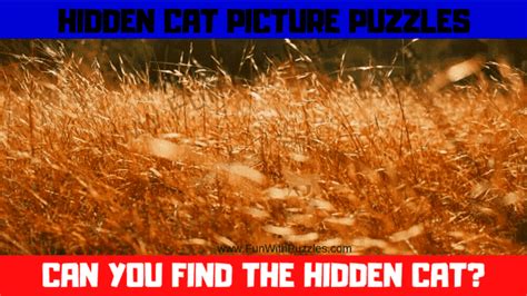 Hidden Cat Picture Puzzles: Test Your Observation Skills