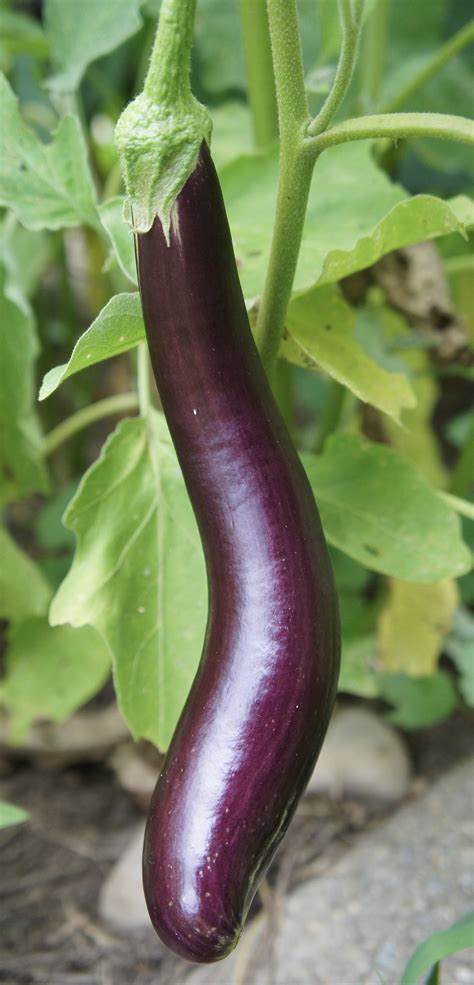 Early Long Eggplant — Farmacie Isolde