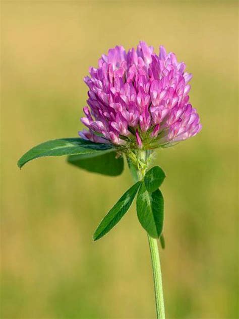 Red Clover • Herb Federation of New Zealand