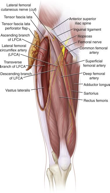 Tensor Fascia Lata Origin And Insertion