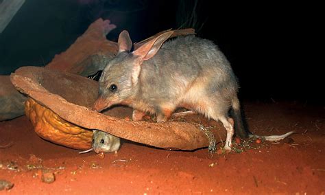 Bilby | Animal, Facts, Description, & Habitat | Britannica