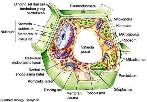 Beginilah Struktur Sel Eukariotik – Gambar Fungsi Organel