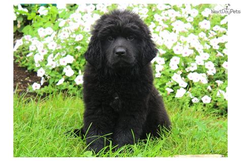 Newfoundland puppy for sale near Lancaster, Pennsylvania. | 5b47da52-51a1