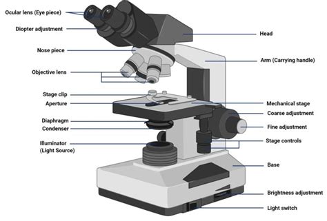 Brightfield Microscope: Principle, Parts, Applications