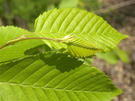 American Hornbeam Plant: Care and Growing Guide