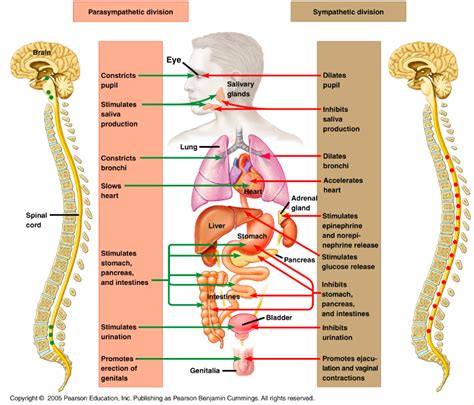 Peripheral and Autonomic Nervous System Diagram | Quizlet